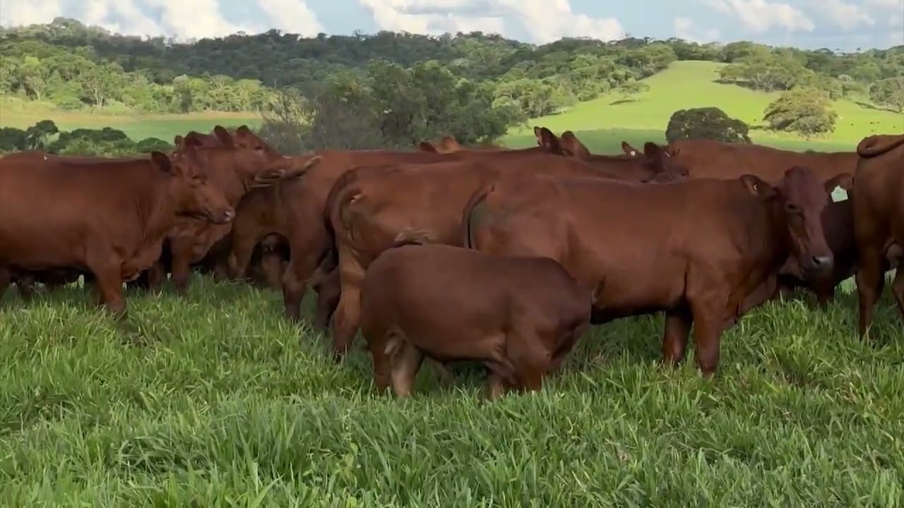 Uso de touro bonsmara em vacas nelore pode melhorar qualidade da carne; saiba mais