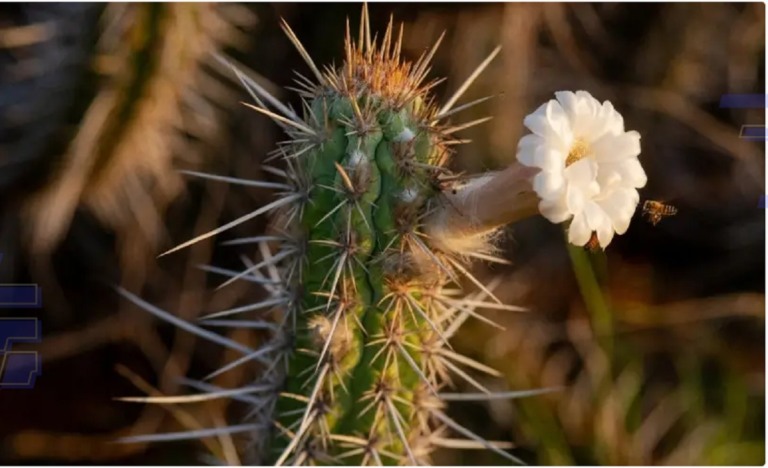 Imagem: bioma Caatinga. Fazendo referência ao programa que vai contemplar ideias inovadoras que explorem o potencial do bioma caatinga