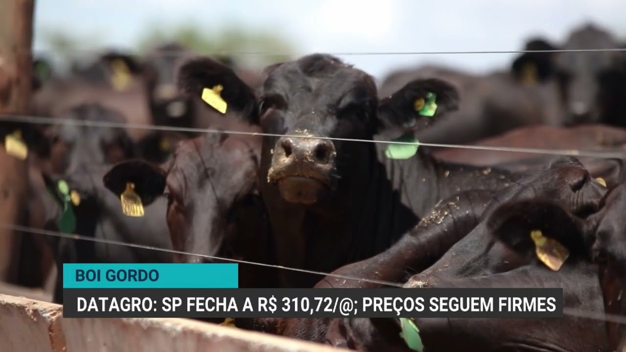 Preço do boi gordo se mantém firme e indicador de MS atinge maior valor do dia