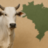 boi gordo preços no Brasil