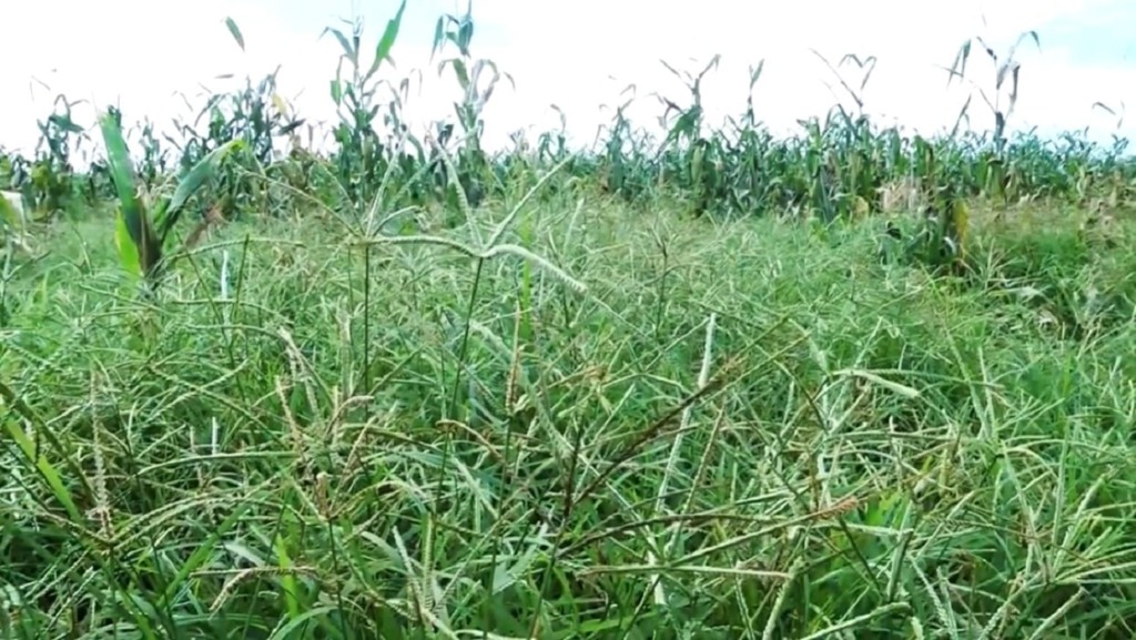 capim-pé-de-galinha capim-pé-de-galinha