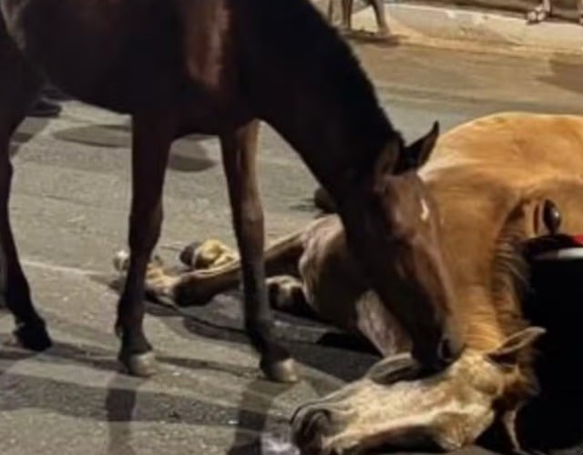 potro tenta aco0rdar égua atropelada em Goiás