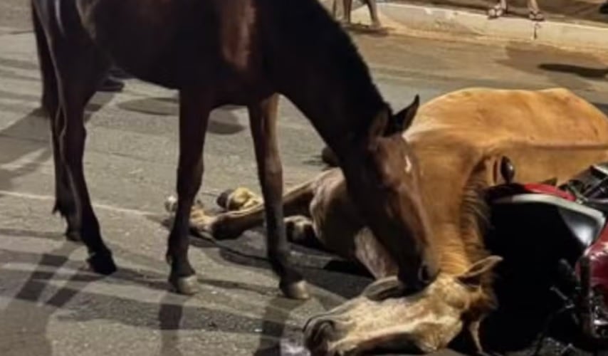 VíDEO: potro tenta acordar égua atropelada em Goiás e emociona população