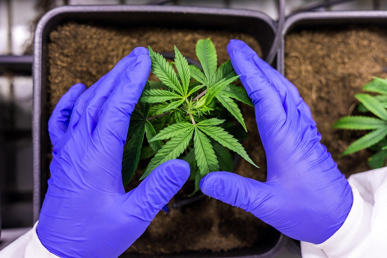 Você viu? Planta proporciona 11 vezes mais rentabilidade que soja, diz estudo