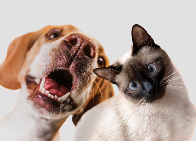 Cães, gatos, pets, animais de estimação