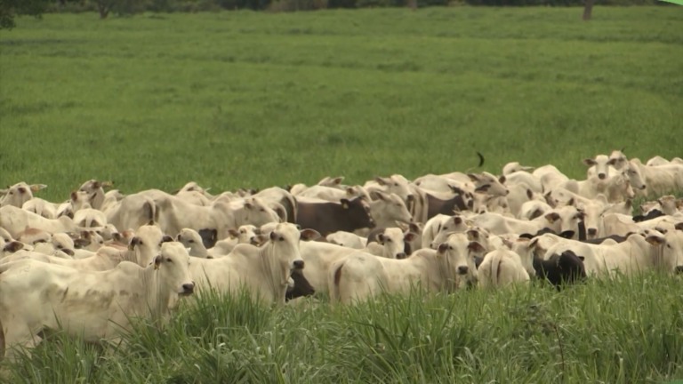 Pasto adubado mantém o verde por mais tempo e assegura melhor desempenho do rebanho no período seco. Foto: Reprodução.