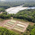 Piscicultor transforma desafios em oportunidades e fortalece o Amapá