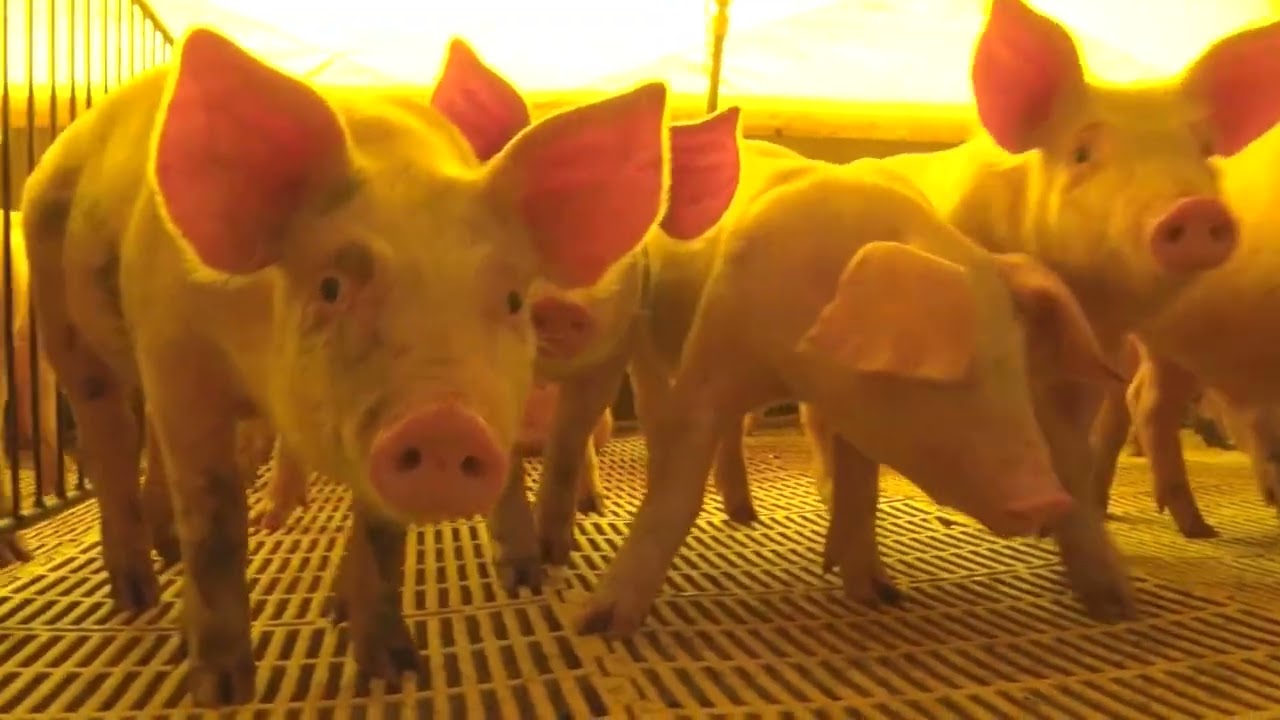 Frango lidera alta entre proteínas em outubro, diz Cepea