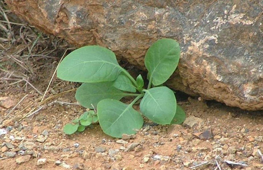 Além da ‘falsa couve’, outras 9 plantas tóxicas podem causar a morte; veja quais são
