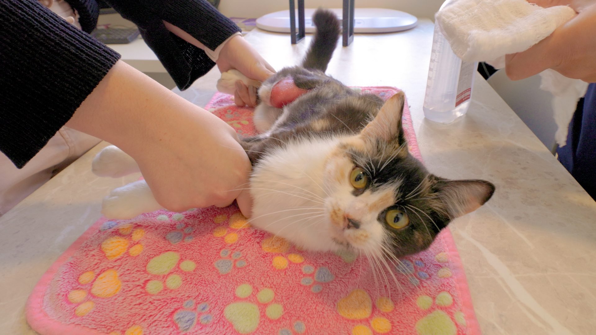 Pesquisadores do Paraná criam gel cicatrizante à base de tilápia