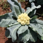 Hortas circulares apoiam agricultura familiar em Minas Gerais