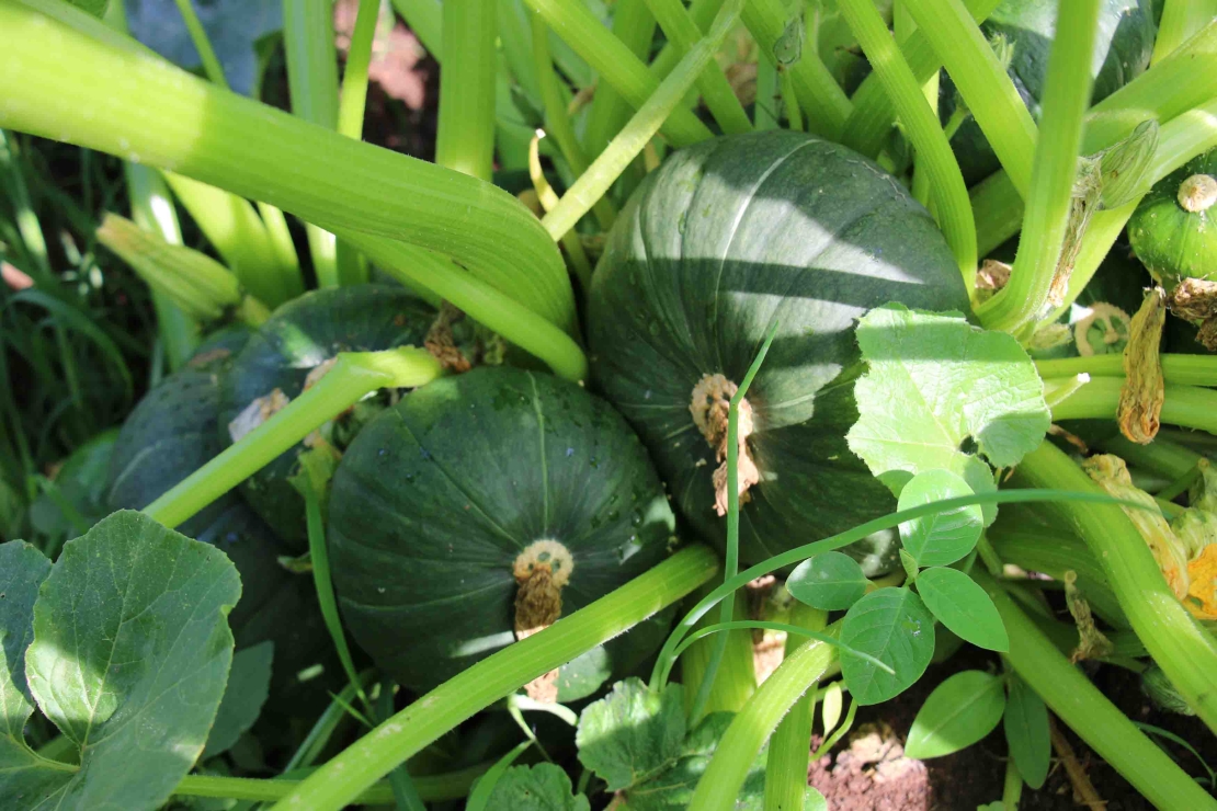 horta circular epamig