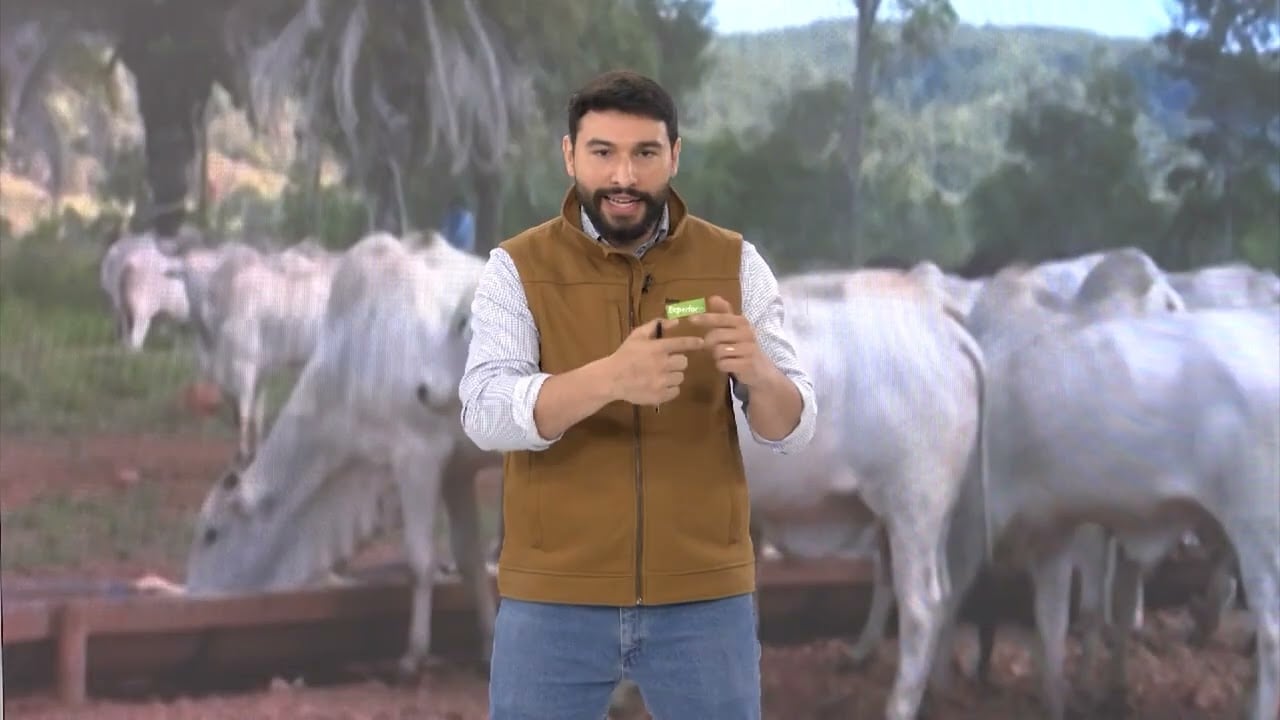 Suplementação na seca é essencial para a nutrição do gado; entenda