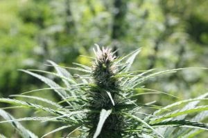 Nota técnica aponta mais de 400 obstáculos ao estudo de cannabis