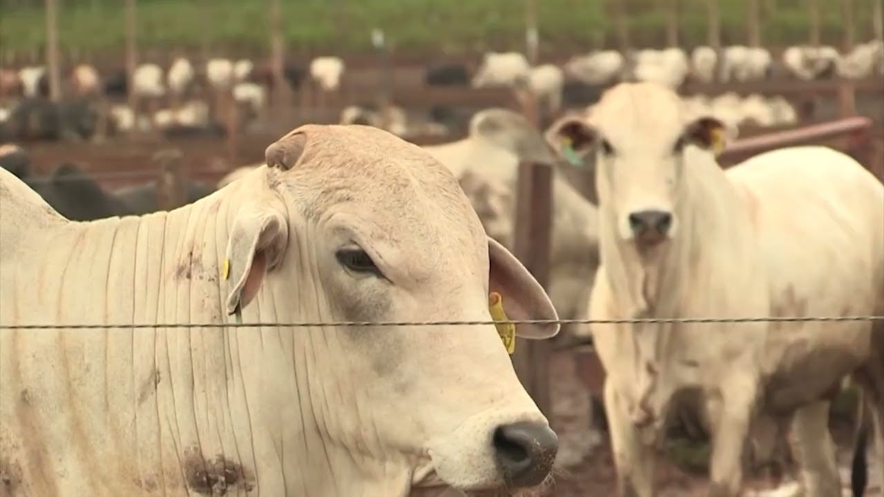 Como acertar no proteinado e evitar desperdício no cocho durante período das águas