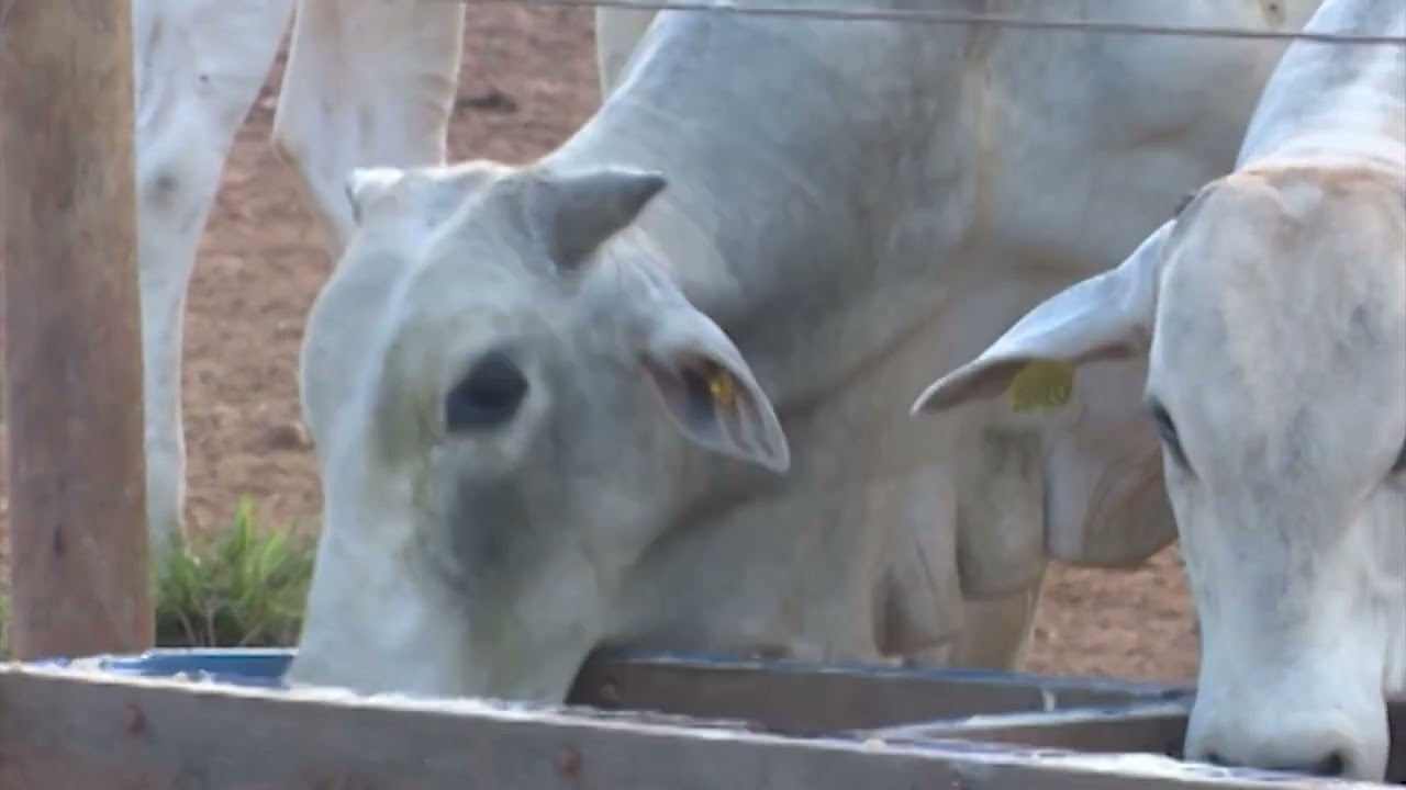 Suplementação no horário certo pode garantir maior desempenho do gado na seca; saiba mais