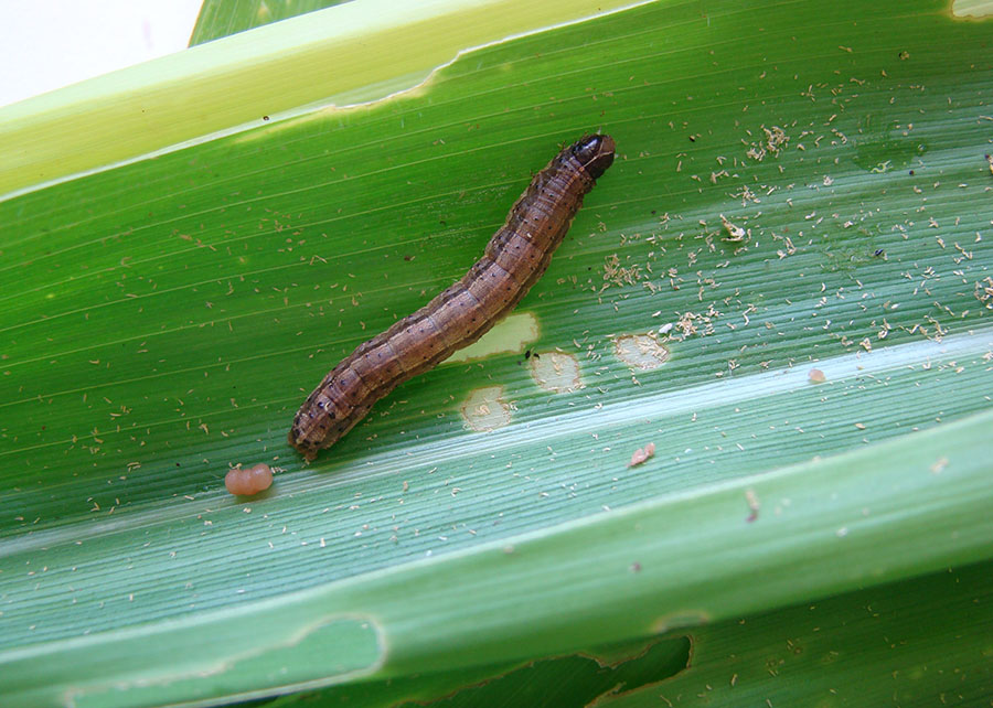 lagarta-do-cartucho lagarta-do-cartucho