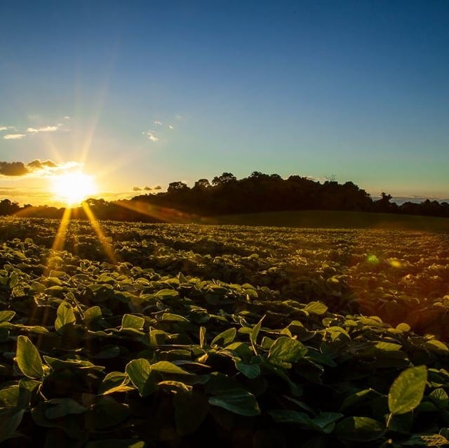 lavoura de soja