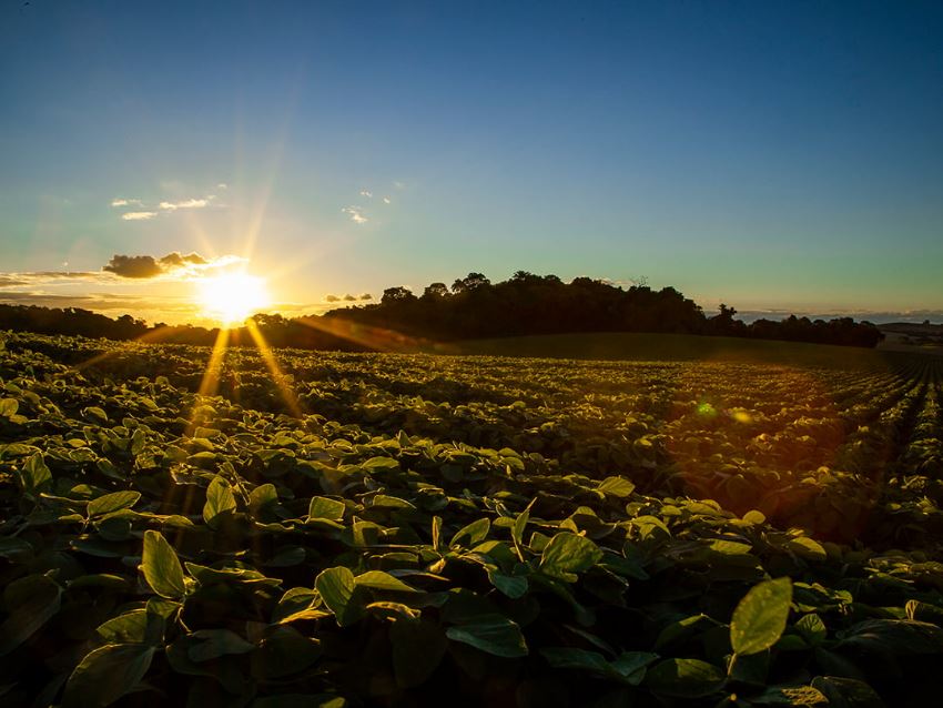 lavoura de soja