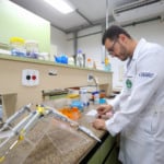 Fungos no prato: micélio avança como proteína do futuro