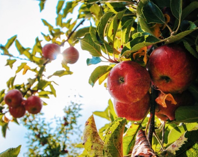 maçã lagarta praga Cydia pomonella