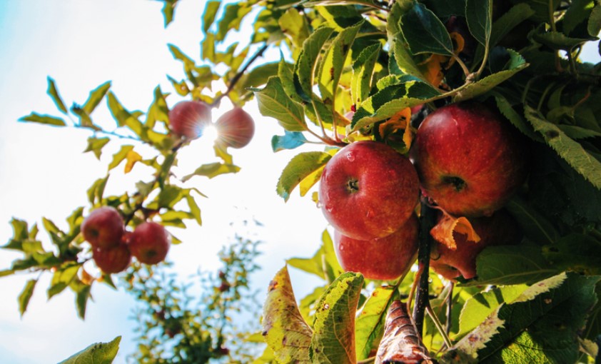 maçã lagarta praga Cydia pomonella maçã lagarta praga Cydia pomonella