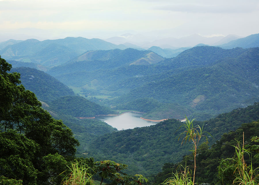 Especialistas debatem em SP impactos da mudança climática na Mata Atlântica