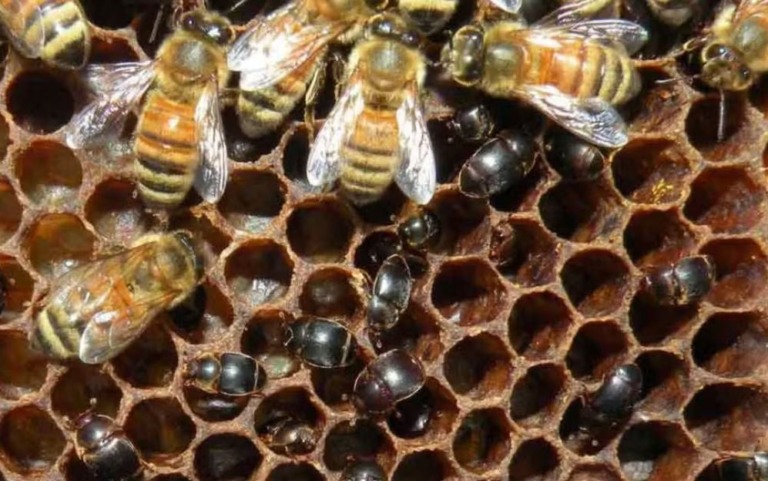 pequeno besouro colmeias