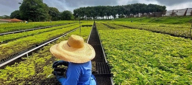 Startup quer reflorestar 1 milhão de hectares na Mata Atlântica e na Amazônia