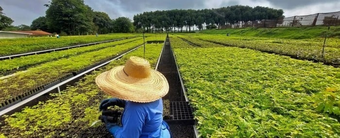 Startup quer reflorestar 1 milhão de hectares na Amazônia e Mata Atlântica