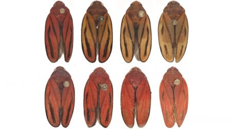 Pesquisadores identificam nova espécie de cigarrinha-da-cana em lavouras