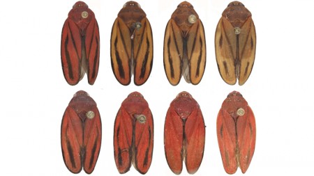 Pesquisadores identificam nova espécie de cigarrinha-da-cana em lavouras