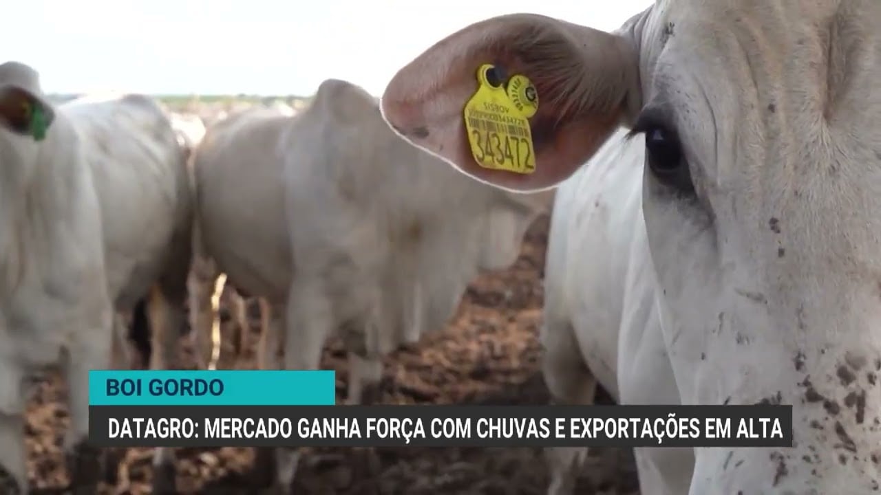 Chuvas encurtam escalas de abate, sustentando preços do boi gordo