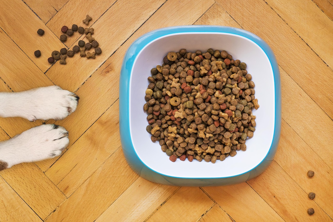 Portaria do Mapa define limites de micotoxinas em alimentos para cães e gatos