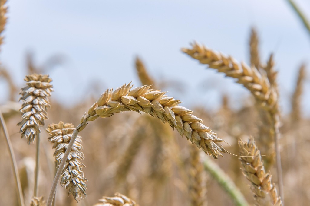 Plantação de trigo. Foto: Pixabay. Plantação de trigo. Foto: Pixabay.