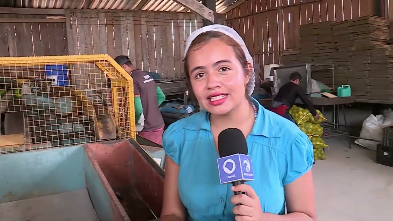 Produção de laranja abastece merenda escolar e garante refeição nutritiva