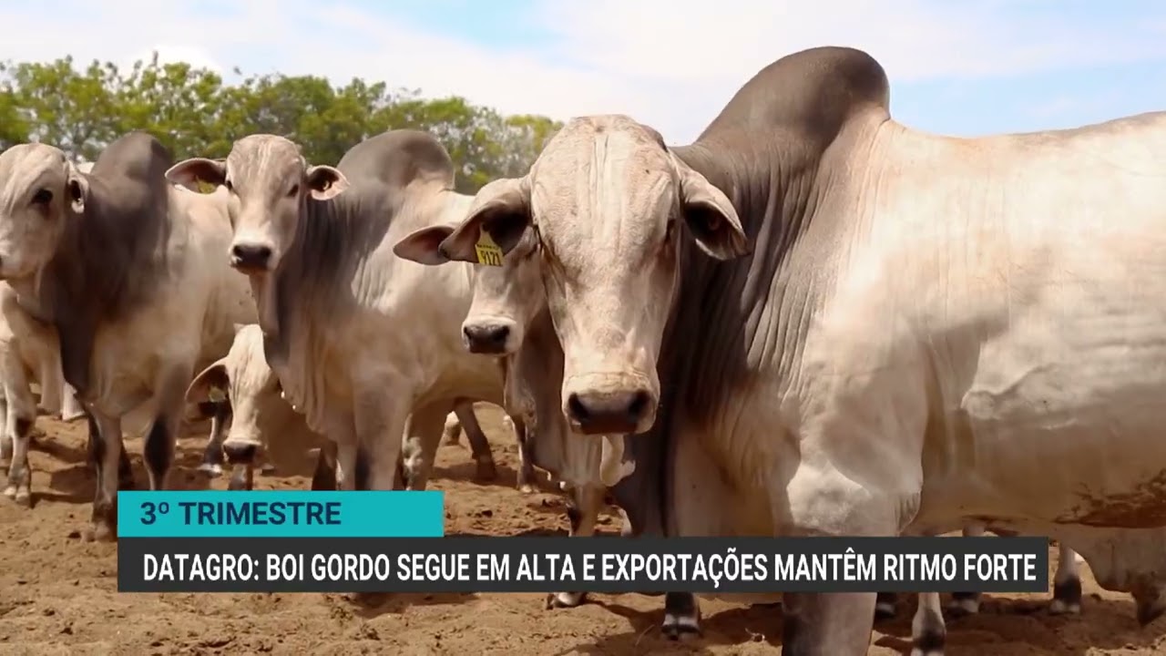Retenção de animais e movimentos de China e EUA influenciam mercado do boi gordo