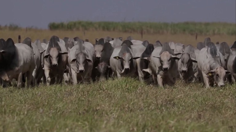 Foto: Reprodução/Giro do Boi.