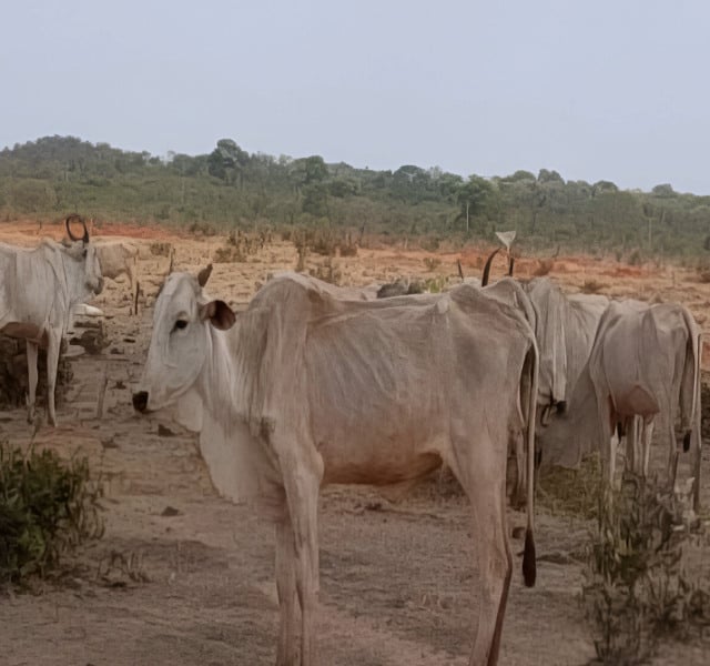 rebanho, desnutrição, mato grosso do sul