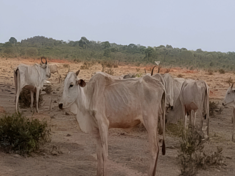 rebanho, desnutrição, mato grosso do sul