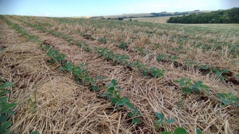 - - Foto: José Schaffer, da Emater/RS-Ascar de Santa Rosa
