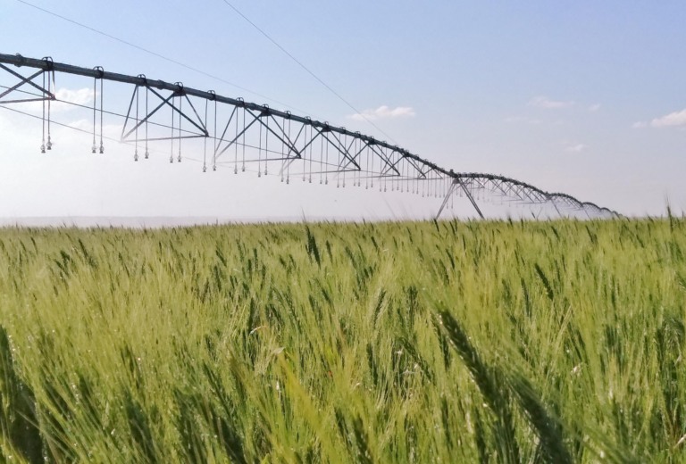 irrigação no trigo