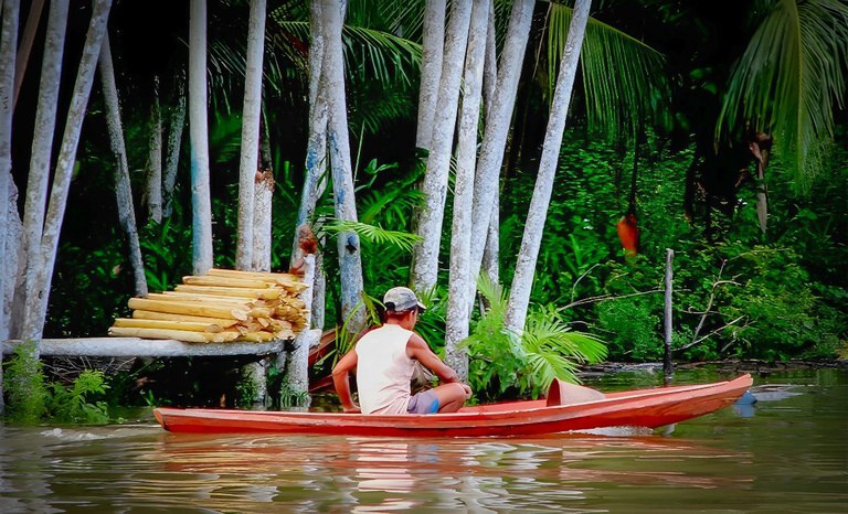 Produção sustentável em assentamentos do Pará ganha destaque na COP30