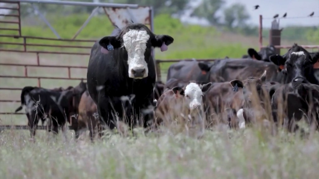 Foto: Reprodução/Giro do Boi. Foto: Reprodução/Giro do Boi.