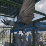 Últimas ararinhas-azuis que viviam na natureza são infectadas por vírus letal e sem cura