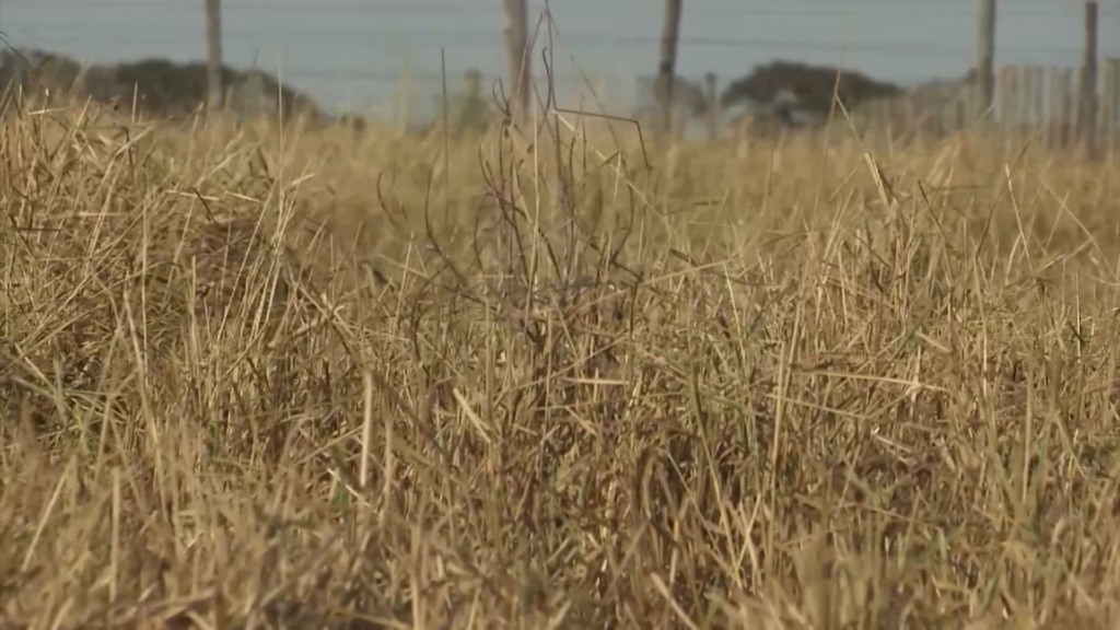 Foto: Reprodução/Giro do Boi. Foto: Reprodução/Giro do Boi.