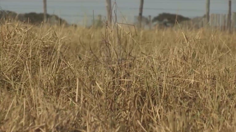 Foto: Reprodução/Giro do Boi.