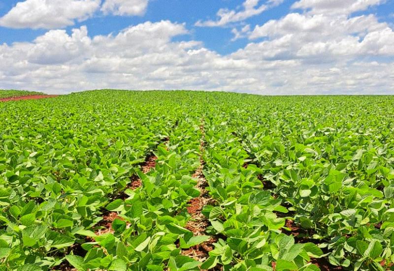 Governo de MS divulga que plantio de soja no estado ultrapassou metade da área