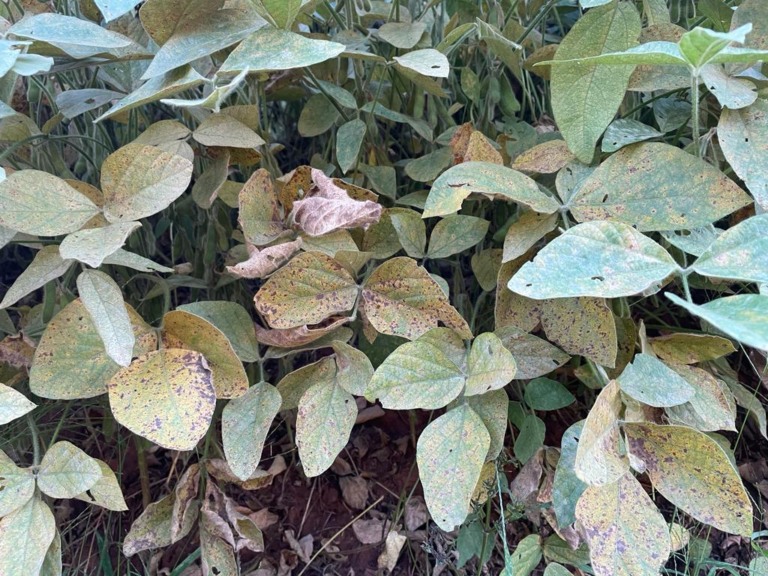 Consórcio Antiferrugem 