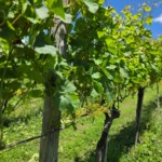 Produção de uva no RS deve ser 50 milhões de quilos acima que a da safra passada